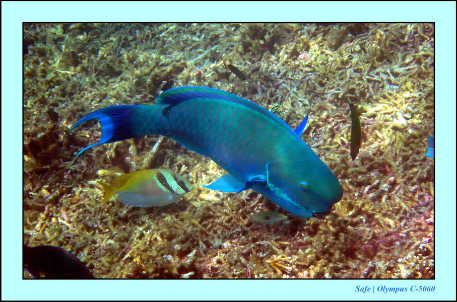 2005 - 08 - Redang  - 247.JPG